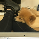 Christopher Jr the deranged Pomeranian